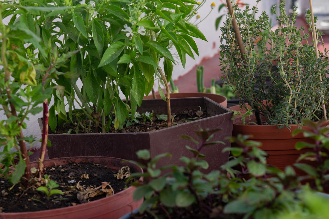 Les Bienfaits du Jardinage Biologique