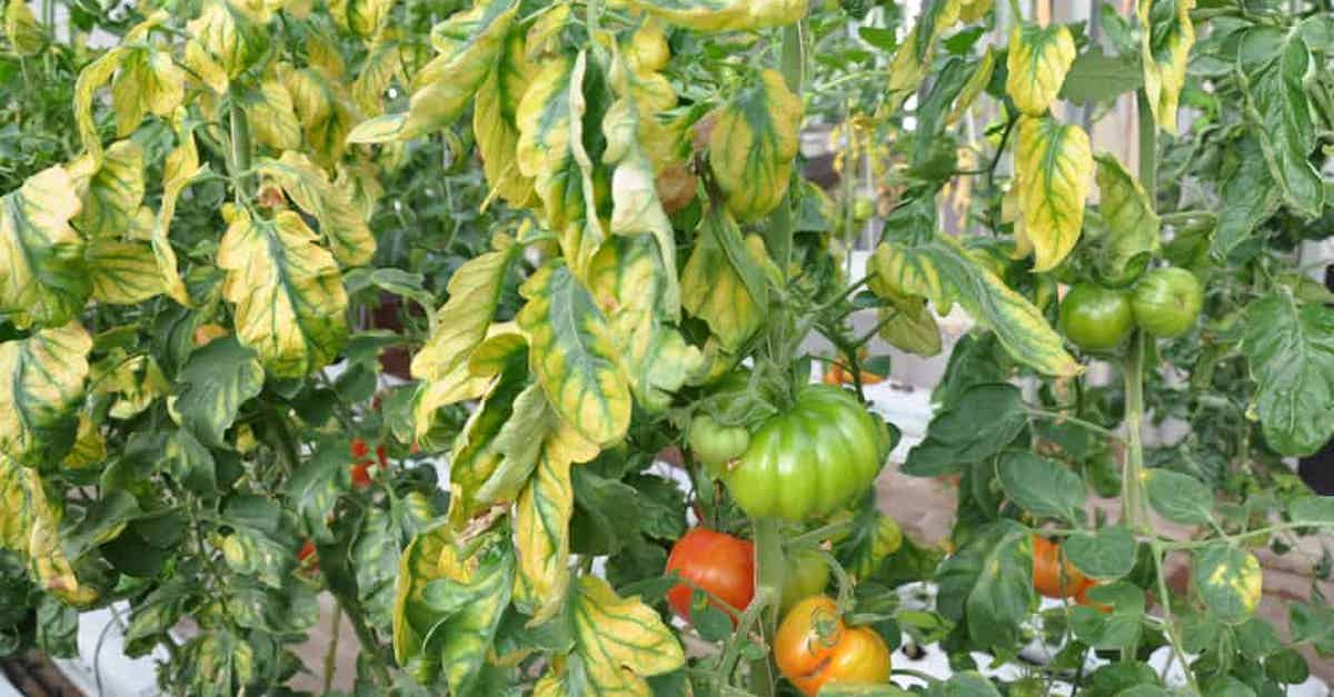 Pourquoi les Feuilles de mes Plants de Tomates Deviennent Jaunes?