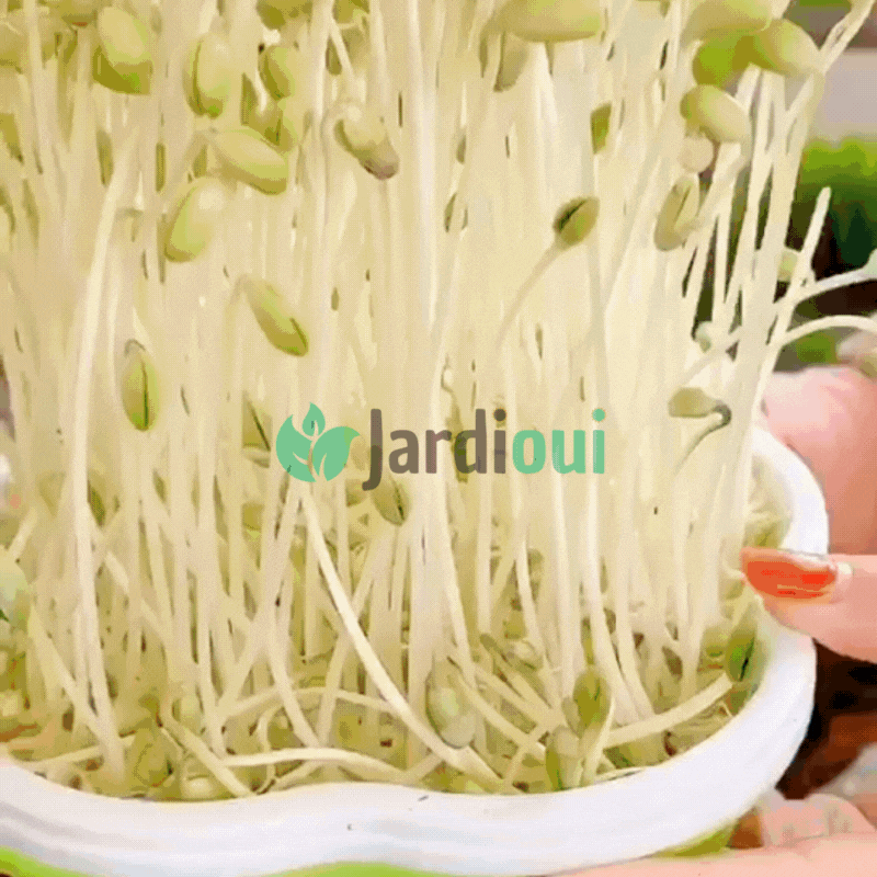 Innovativo vassoio di coltivazione idroponica domestica