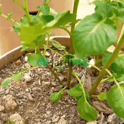 Crescita del sacchetto per la coltivazione della patata