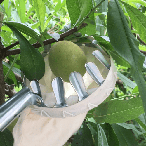 Jardioui 0 Cueilleur de fruits spécial hauteur